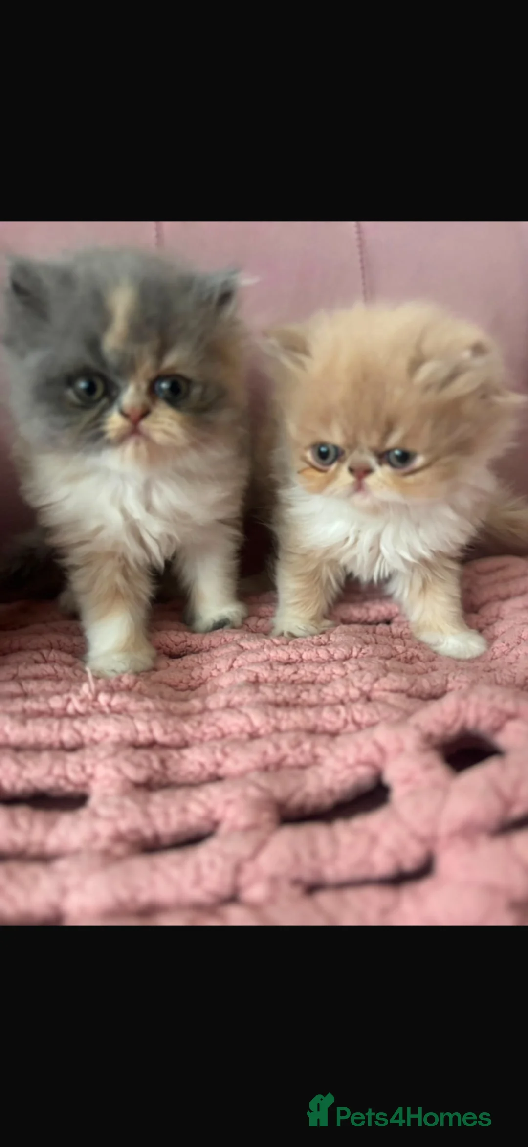 Persian cats for sale: Beautiful Persian kittens - Advert 5