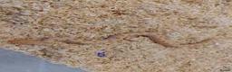Snake reptiles for sale: CB25 Hognose Snakes, Ready Now, Albino, Conda - Advert 4