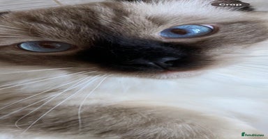 Ragdoll cats - Advert 4