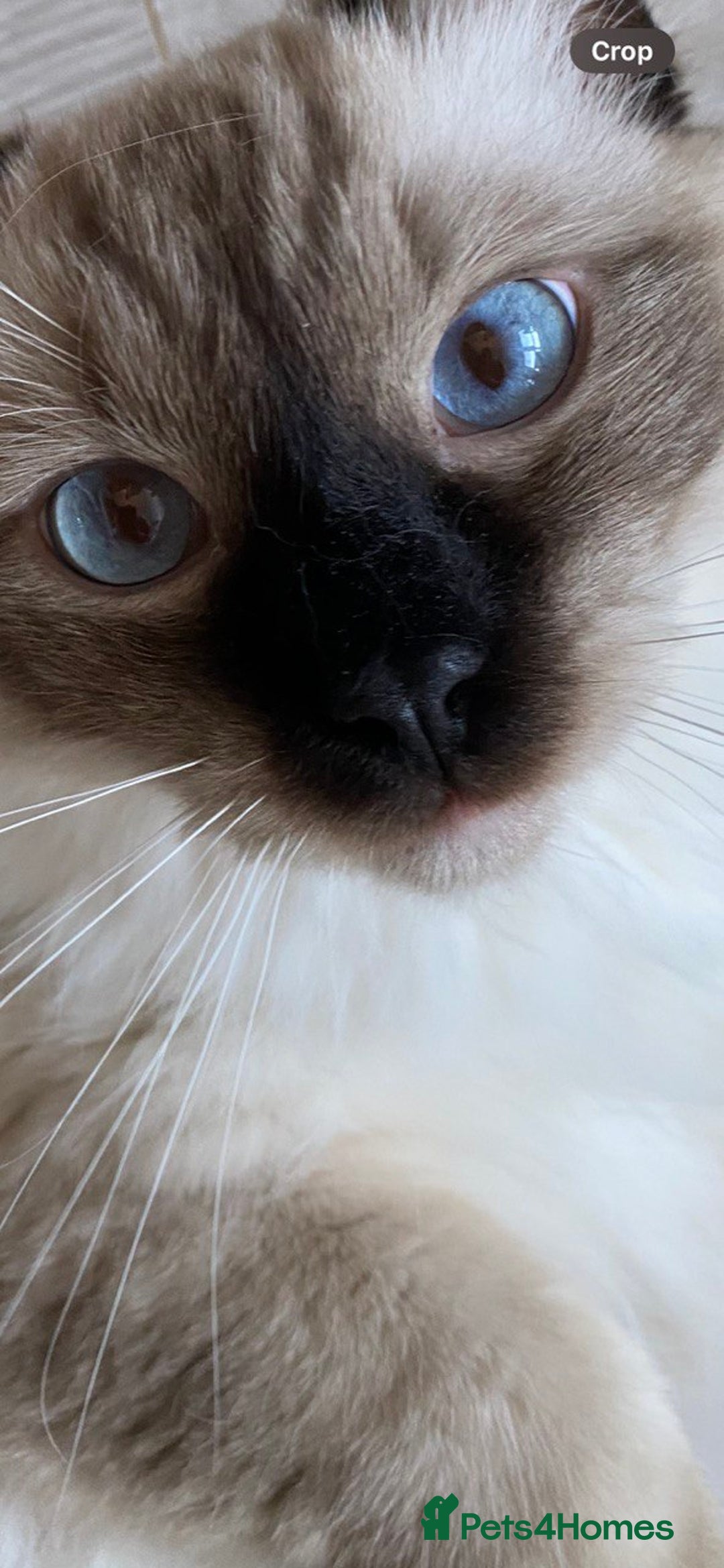 Ragdoll cats for sale: beautiful Ragdoll Cats looking for lovely families - Image 2