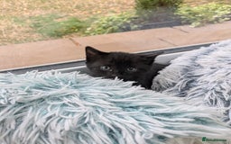 Mixed Breed cats for sale: Kittens needing forever homes in September - Image 4