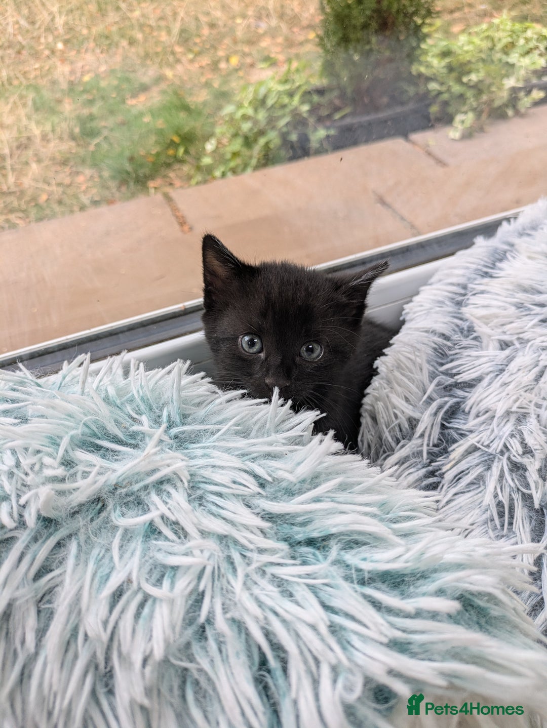 Mixed Breed cats for sale: Kittens needing forever homes in September - Image 4