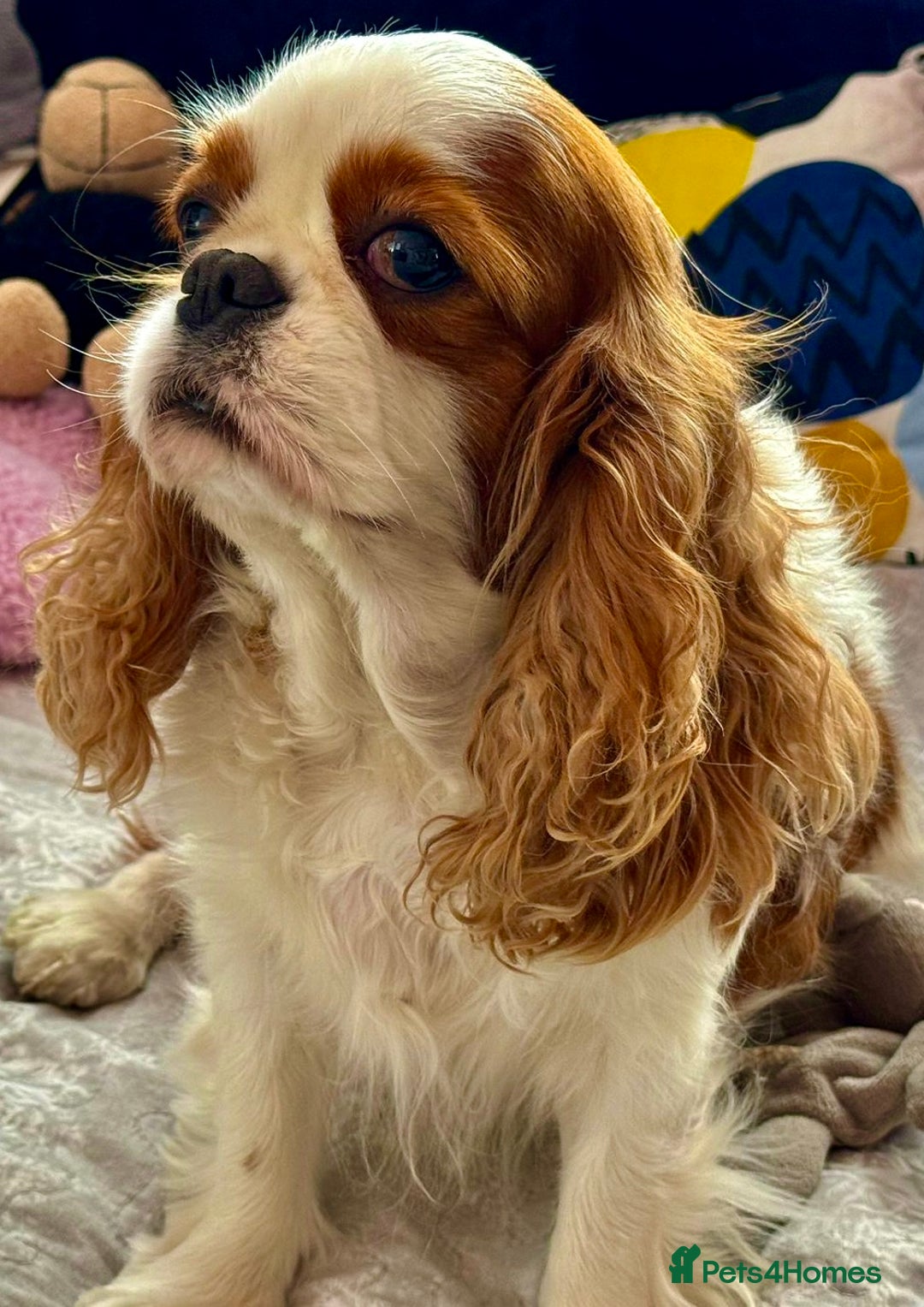 Cavalier King Charles Spaniel dogs for adoption: Daisy’s Story: Saved from the Brink of Death - Image 2