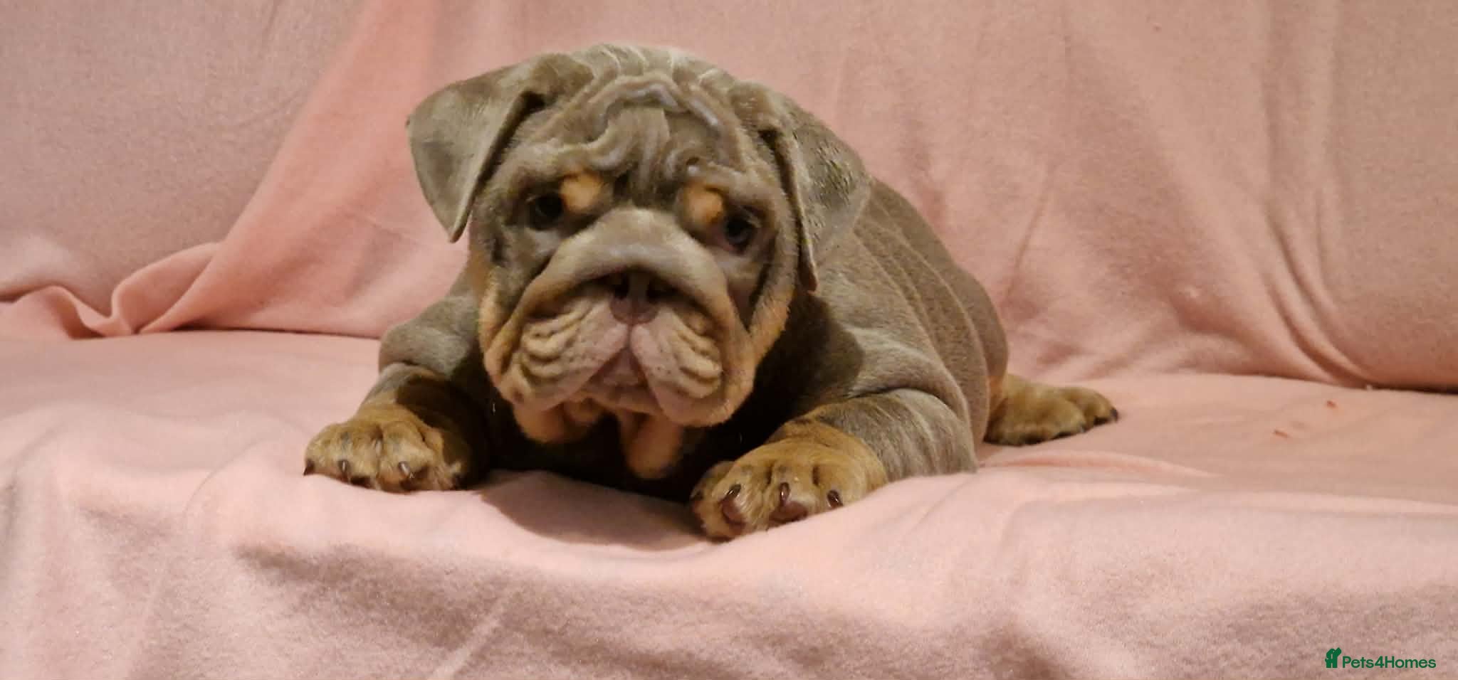 English Bulldog dogs Quality puppies available  - Advert 4