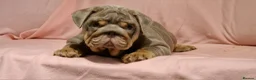 English Bulldog dogs for sale: Quality puppies available  in Bradford - Advert 15