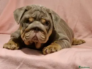English Bulldog dogs Quality puppies available - Advert 4