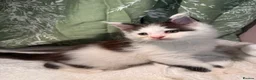 Maine Coon cats for sale: Stunning Maine coon kittens  - Advert 21