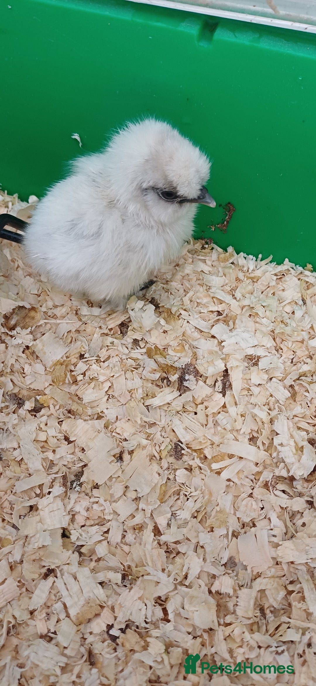 Chickens poultry for sale: Silkie chicks, showgirls and standard - Advert 14