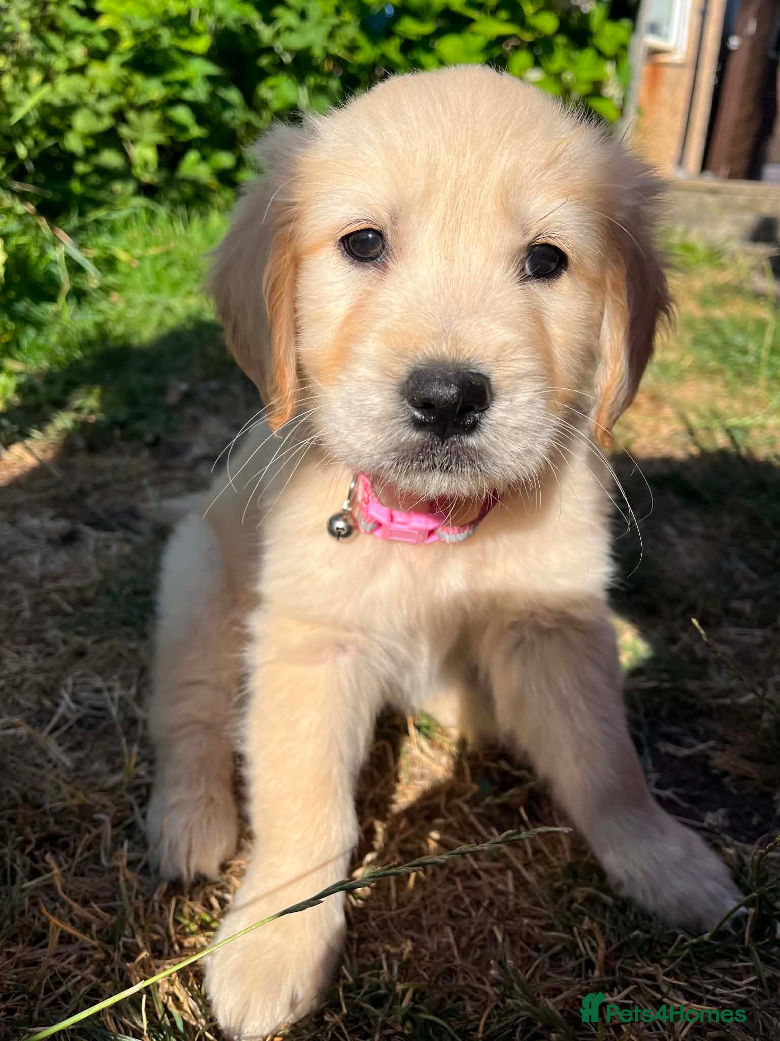 Golden Retriever dogs Golden Retriever female puppy, ready now   - Advert 14