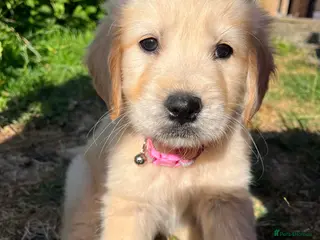 Golden Retriever dogs Golden Retriever female puppy, ready now - Advert 14