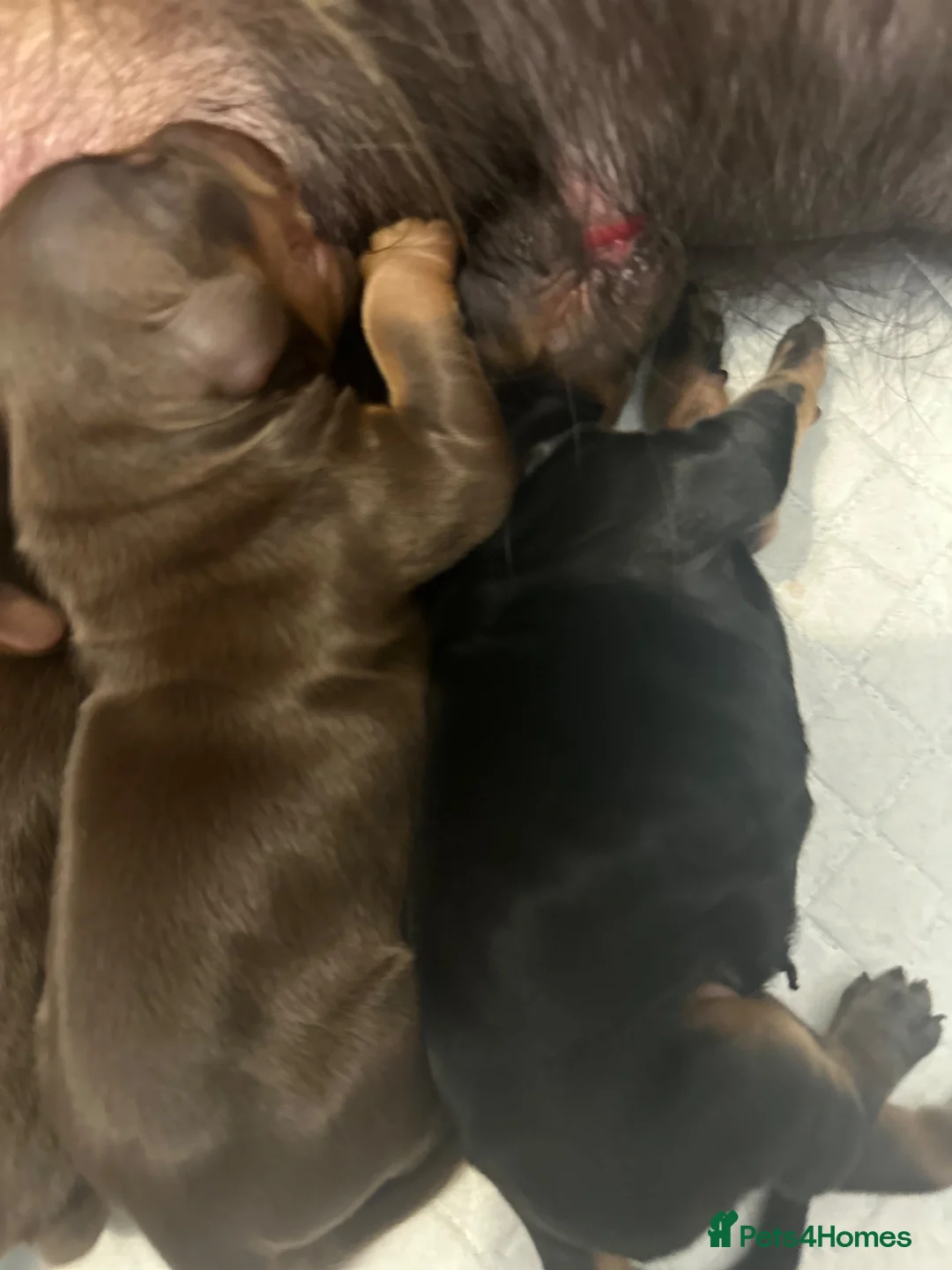Cocker Spaniel dogs for sale: Beautiful working cocker spaniel s  in Chester - Advert 10