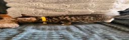 Bengal cats for sale: Bengal mix kittens  in Prestatyn - Advert 7