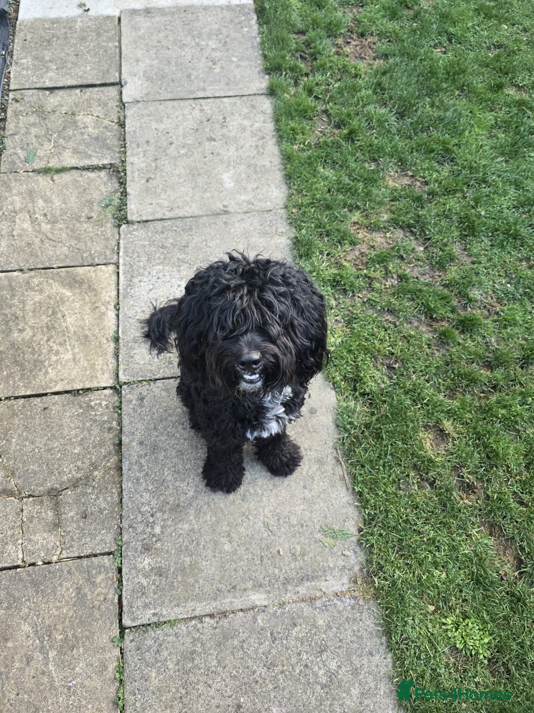 Cockapoo dogs for sale: 16 month old male cockapoo - Image 1