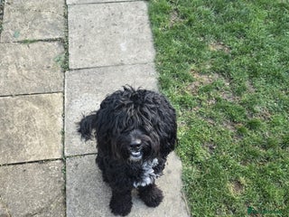 Cockapoo dogs for sale - Advert 1