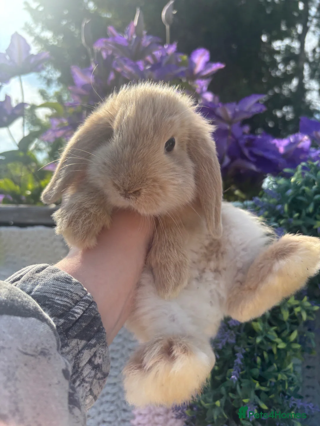 Mini Lop rabbits for sale: 2 lovely girls for 5⭐️ homes  in Ferryhill - Advert 2