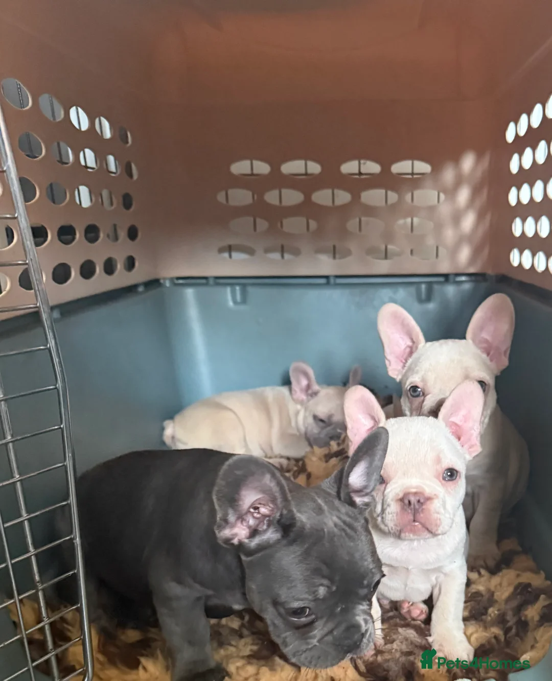 French Bulldog dogs for sale: Highly Health tested French Bulldog Puppies - Advert 2