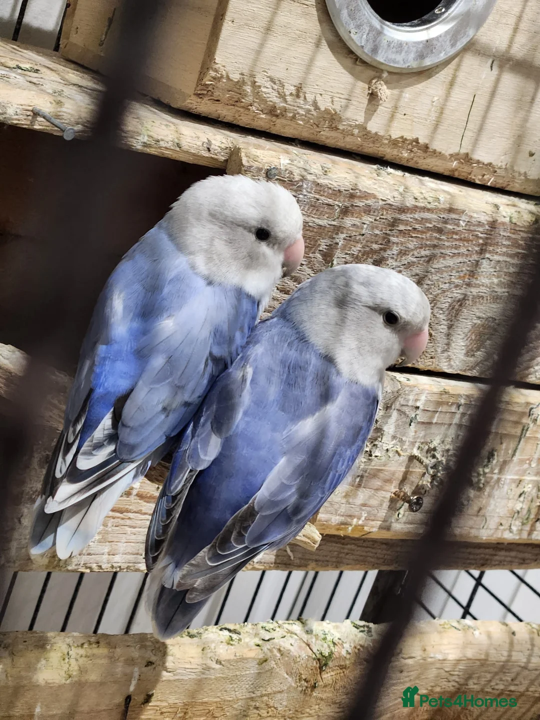 Lovebirds birds for sale: Beautiful couple lovebirds  - Advert 1