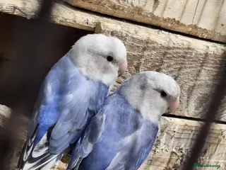 Lovebirds birds Beautiful couple lovebirds - Advert 1