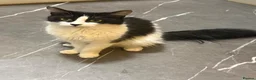 Mixed Breed cats for sale: Kittens - Advert 2