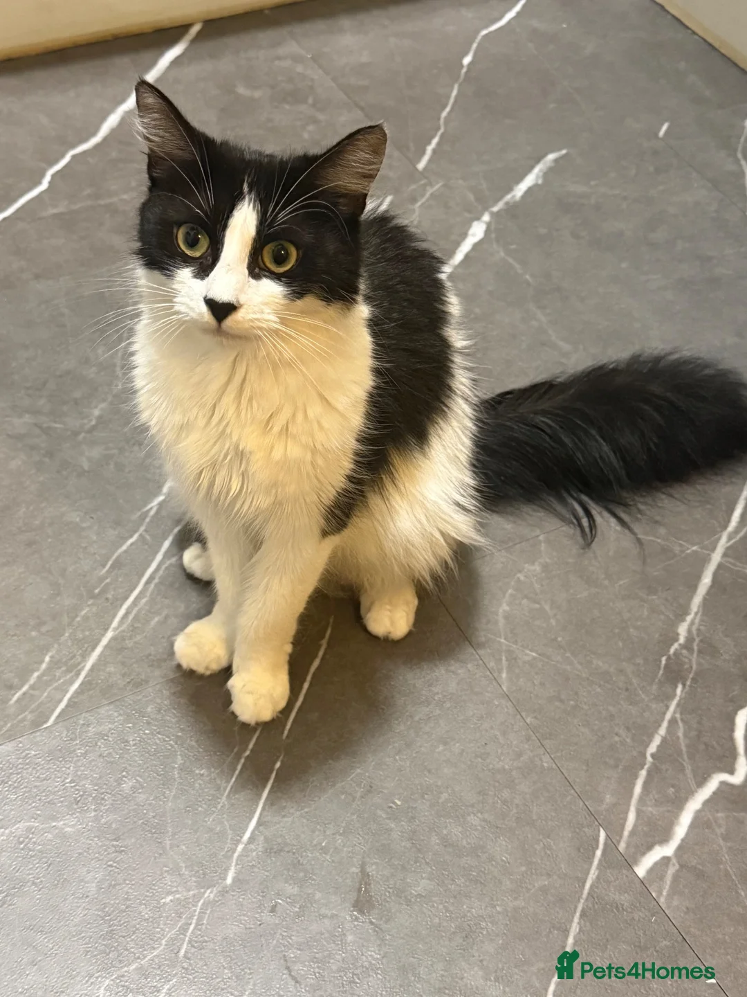 Mixed Breed cats for sale: Kittens - Advert 2