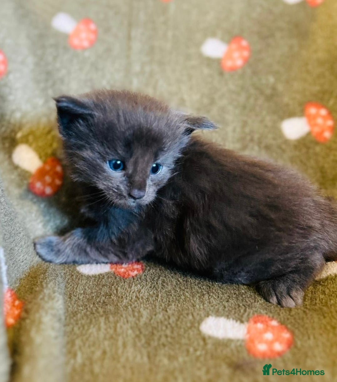 Maine Coon cats for sale: Halloween babies 🎃🐈‍⬛ 2 girls left - Advert 16