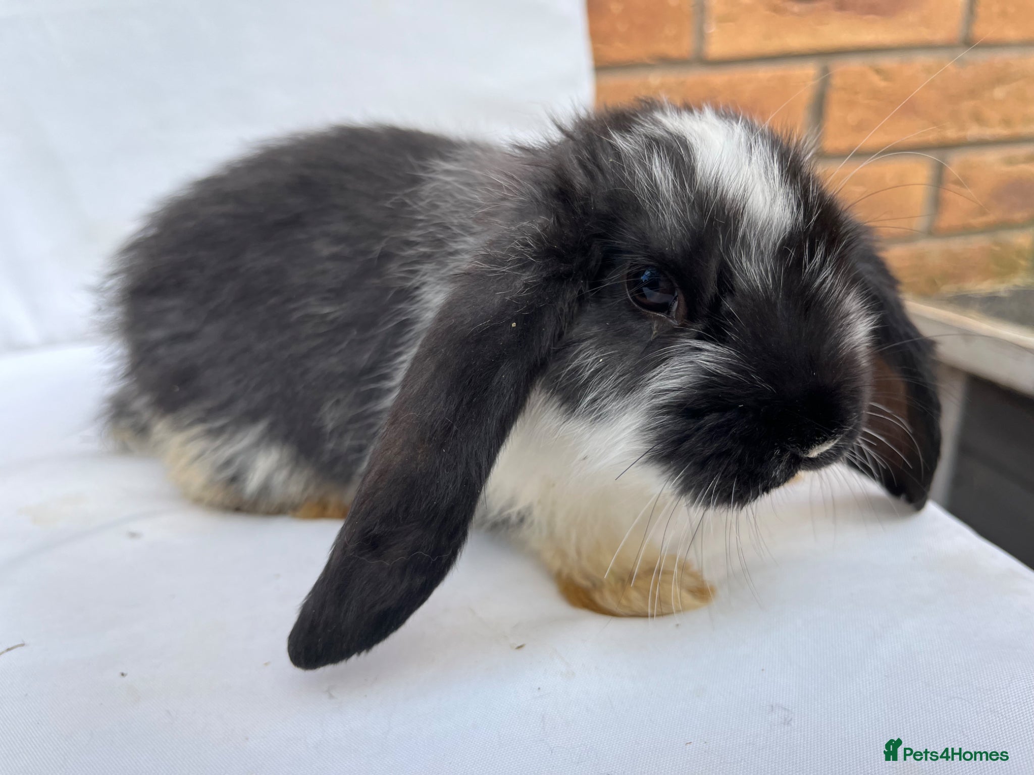 French Lop rabbits for sale: 🐰 Full breed French Lops Ready to Leave 🐰 - Advert 9