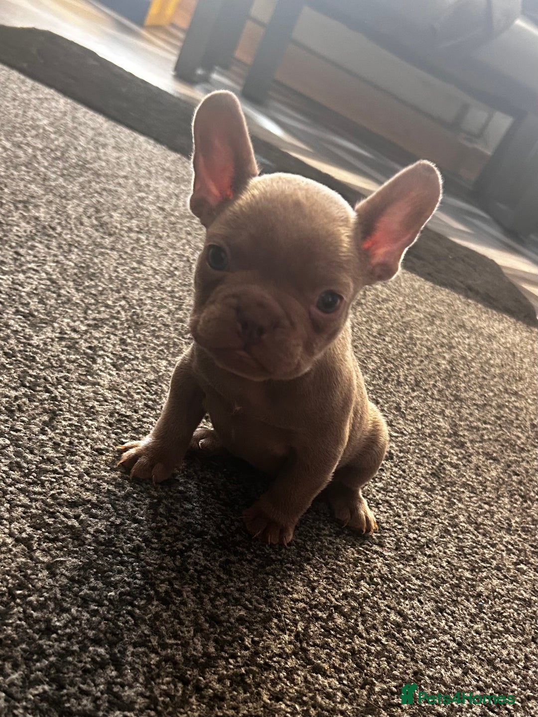 French Bulldog dogs for sale: french bulldog puppies  - Image 3