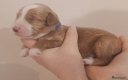 Mixed Breed dogs for sale: Australian doubledoodle puppies - Image 17
