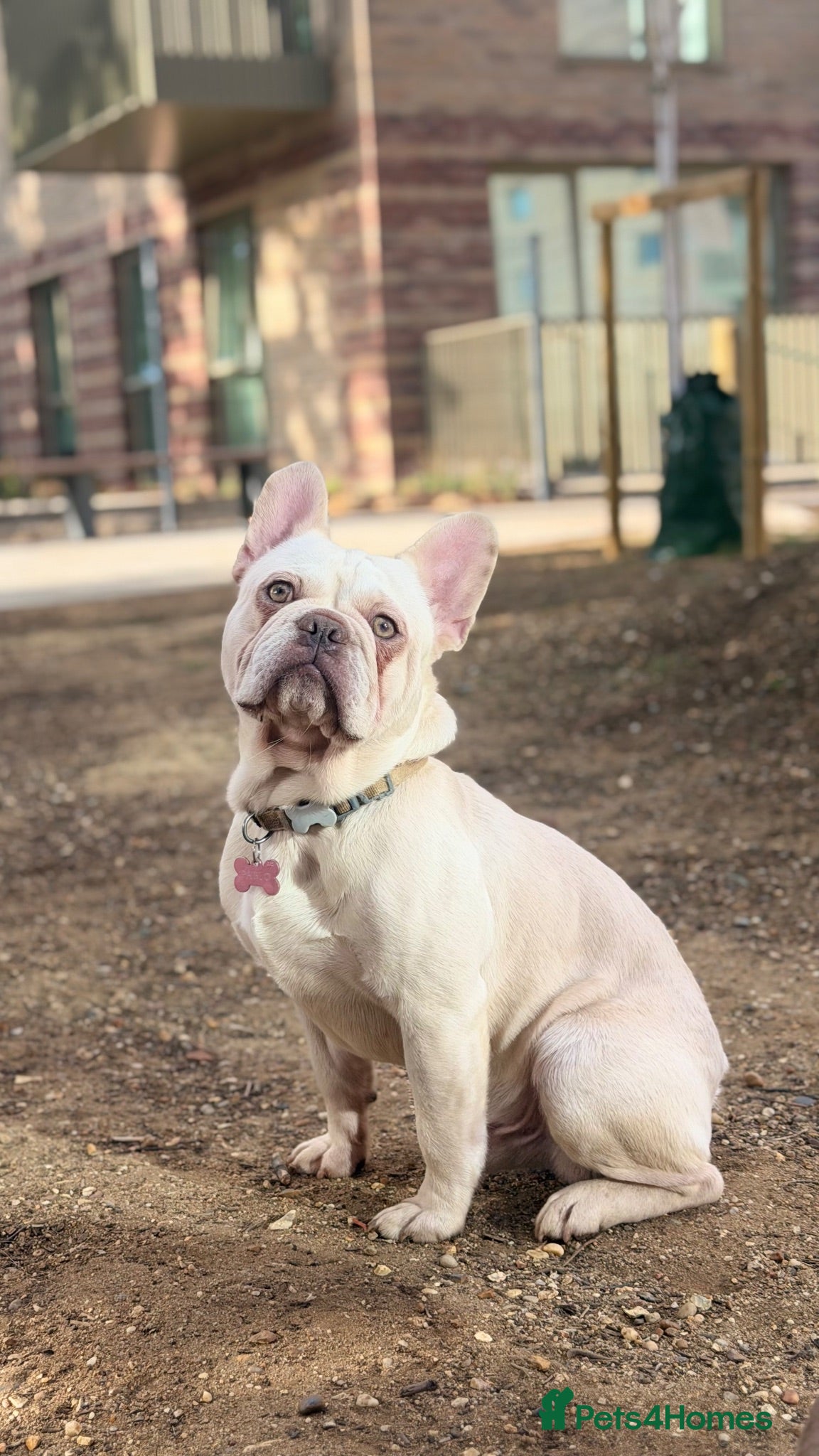 French Bulldog dogs ‼️FinalPriceDrop‼️Beautiful FrenchBulldog Puppies  - Advert 17