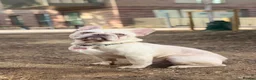 French Bulldog dogs for sale: 🐾 Beautiful Vet Registered FrenchBulldog Puppies  - Advert 13