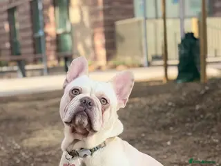 French Bulldog dogs ‼️FinalPriceDrop‼️Beautiful FrenchBulldog Puppies - Advert 1