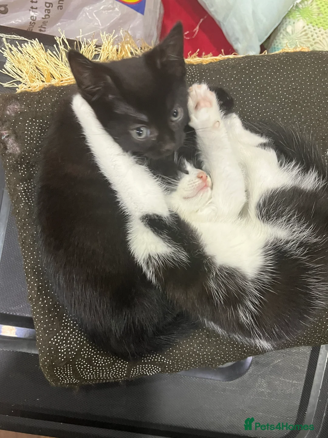 Mixed Breed cats for sale: 2 month old kittens ready for their forever homes  - Advert 6