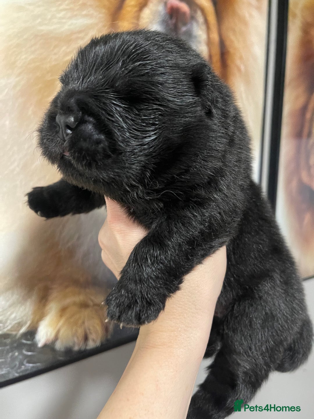 Chow Chow dogs for sale: 🧸🧸Beautiful Chow Chow Puppies🧸🧸 - Advert 26