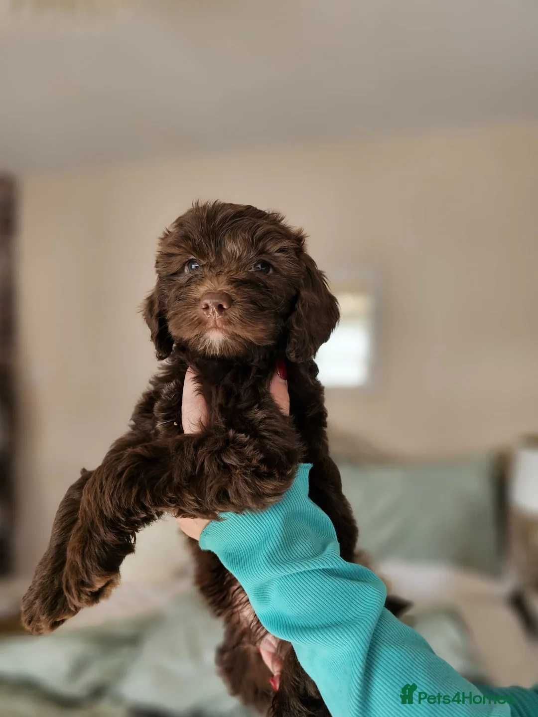 Cockapoo dogs for sale: Four beautiful cockapoo pups for sale  in Portsmouth - Advert 11