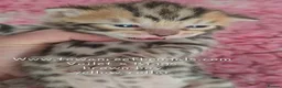 Bengal cats for sale: Tica registered bengal kittens - Advert 7