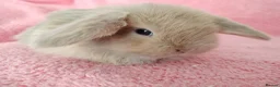 Mini Lop rabbits for sale: Baby mini lops for sale  - Advert 3