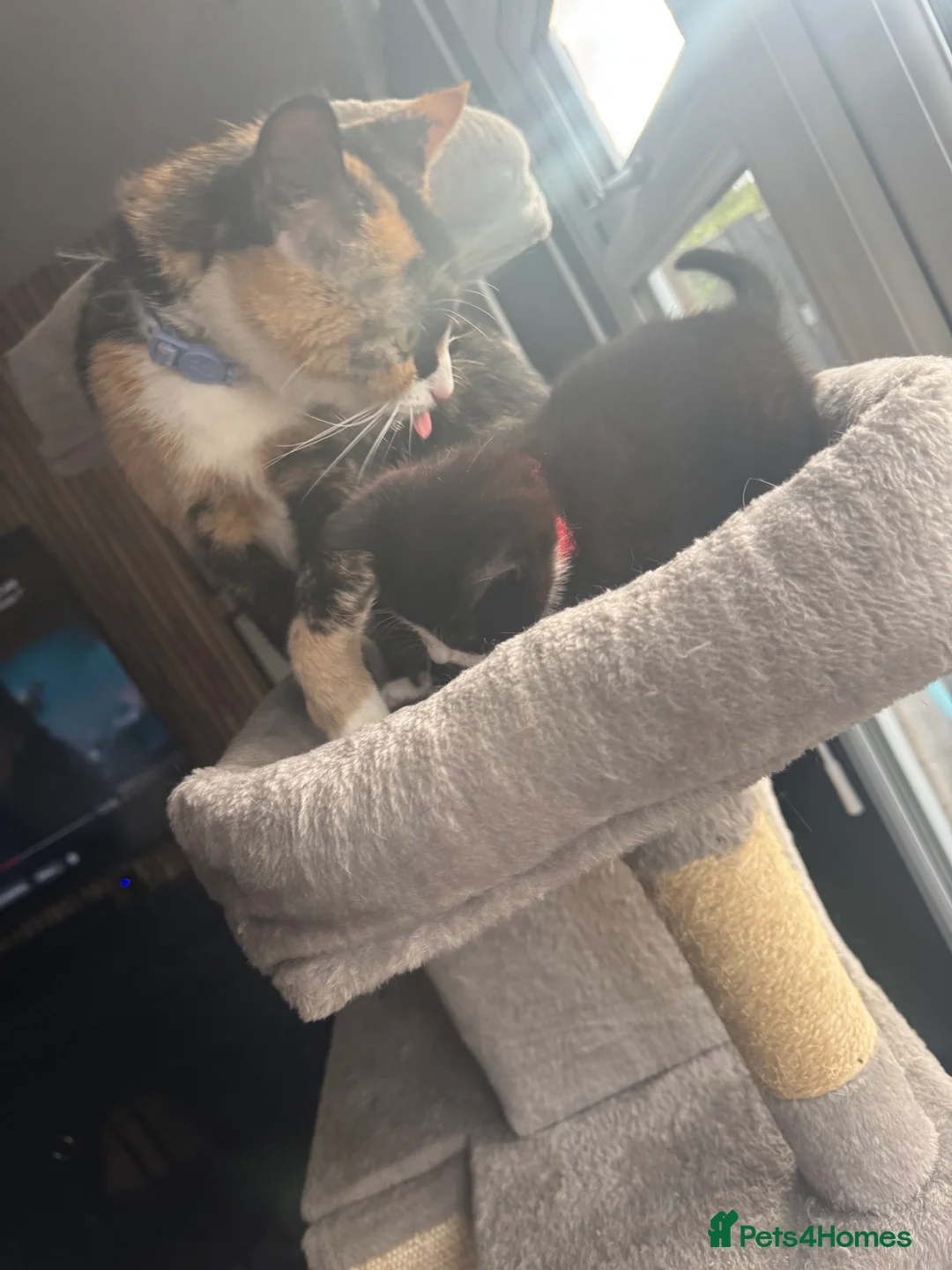 Mixed Breed cats for sale: Male black and white kitten  - Advert 2