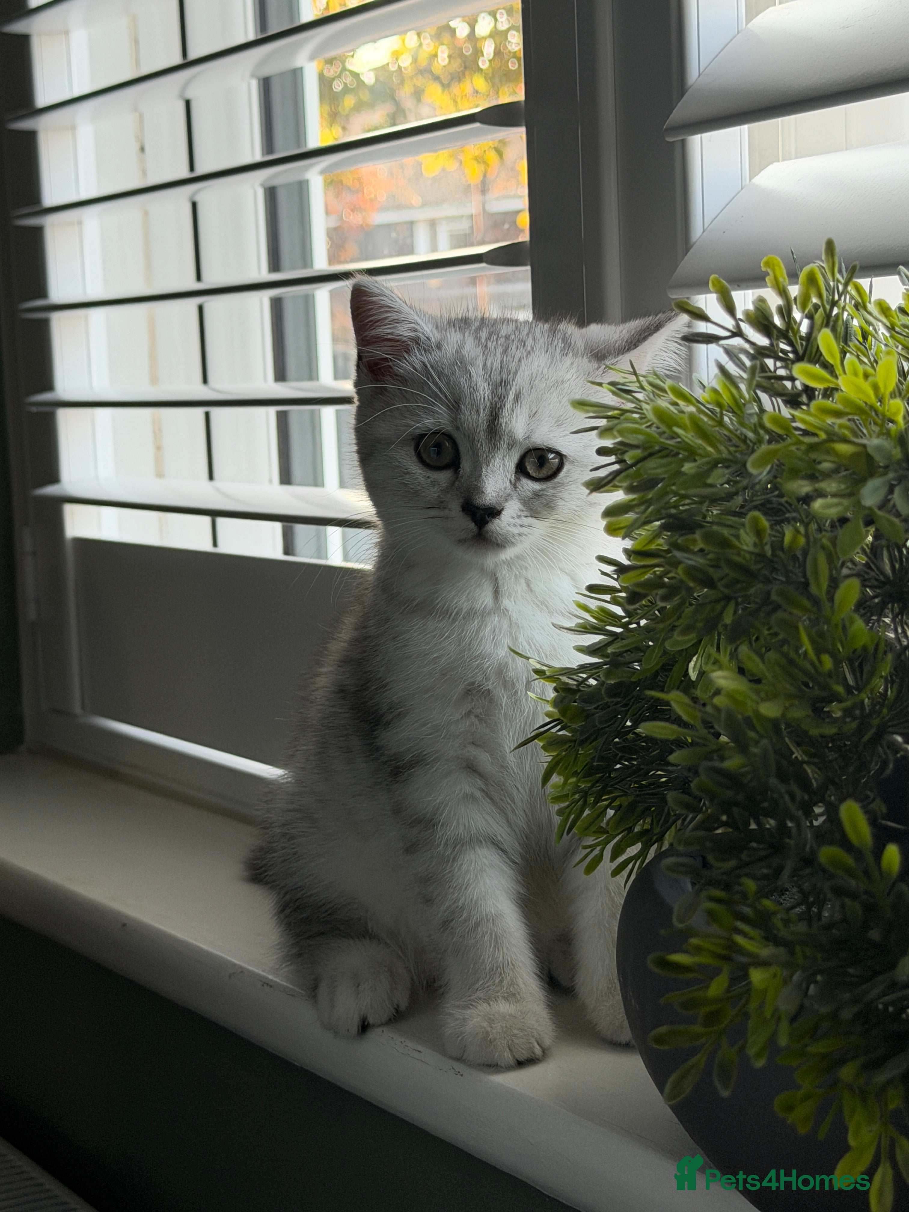 British Shorthair cats 2 x White & Grey British Short Hair Kittens  - Advert 2