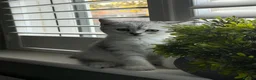 British Shorthair cats for sale: *Ready* 2 White & Grey British Short Hair Kittens  - Advert 4