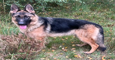 German Shepherd dogs - Advert 4