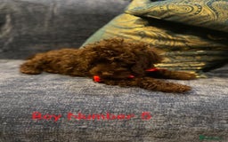 Cockapoo dogs for sale: Chocolate Cockapoo Puppies - PRICE REDUCED - Image 6
