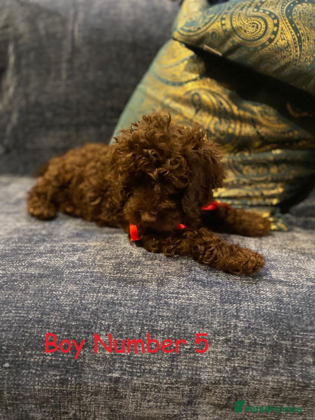 Cockapoo dogs for sale: Chocolate Cockapoo Puppies - PRICE REDUCED - Image 6