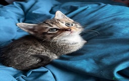 Mixed Breed cats for sale: Beautiful mixed breed blue eyes silver/grey tabby  - Image 2