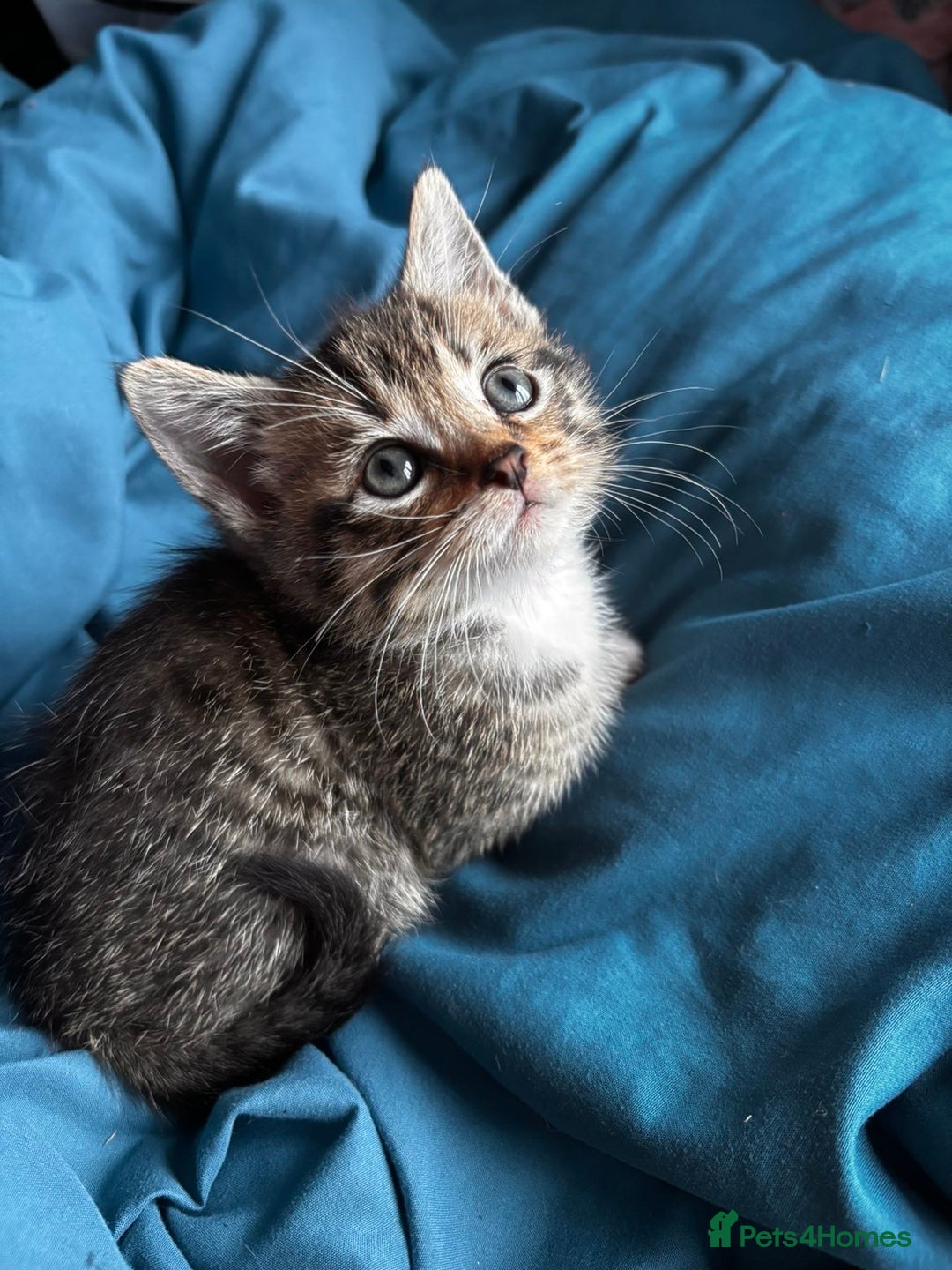 Mixed Breed cats for sale: Beautiful mixed breed blue eyes silver/grey tabby  - Image 2