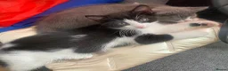 Mixed Breed cats for sale: 3 adorable kittens 2Males and 1Femal  in Stanmore - Advert 7