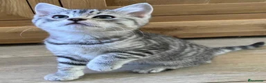 Mixed Breed Kitten 2