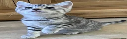 Mixed Breed cats for sale: Beautiful kittens available  - Advert 7