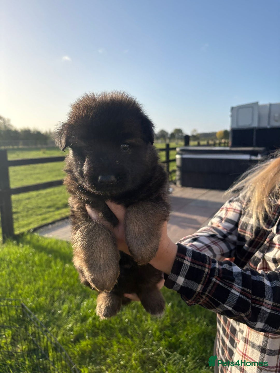 German Shepherd dogs for sale: Litter of German shepherd puppies for sale - Image 5
