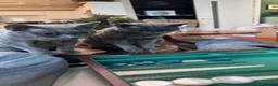 Devon Rex cats for sale: Pedigree DevRex Siblings-Looking for loving home  - Advert 3