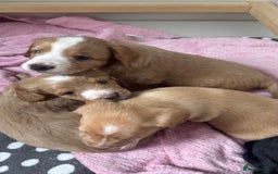 Cockapoo dogs for sale: Cockapoo x pups - Image 2